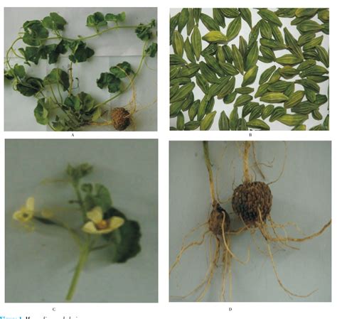 athalakkai|Nutritional constituents and medicinal values of Momordica .
